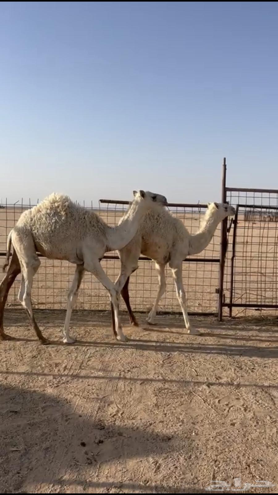 للبيع حشو64413193915779110