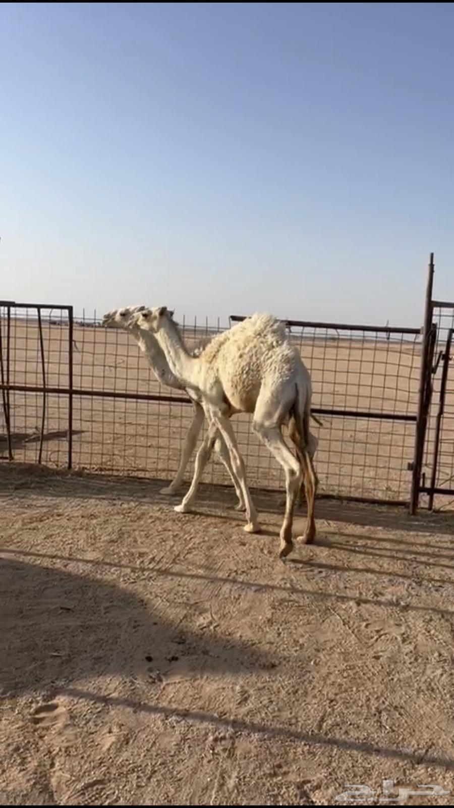 للبيع حشو64413193915779111