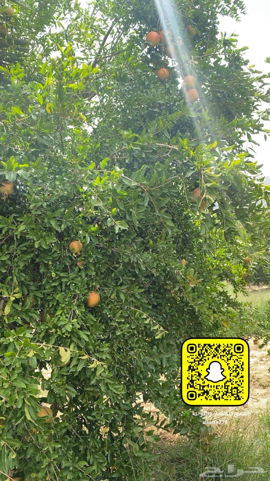 رمان بيده متوفر64415733313410110