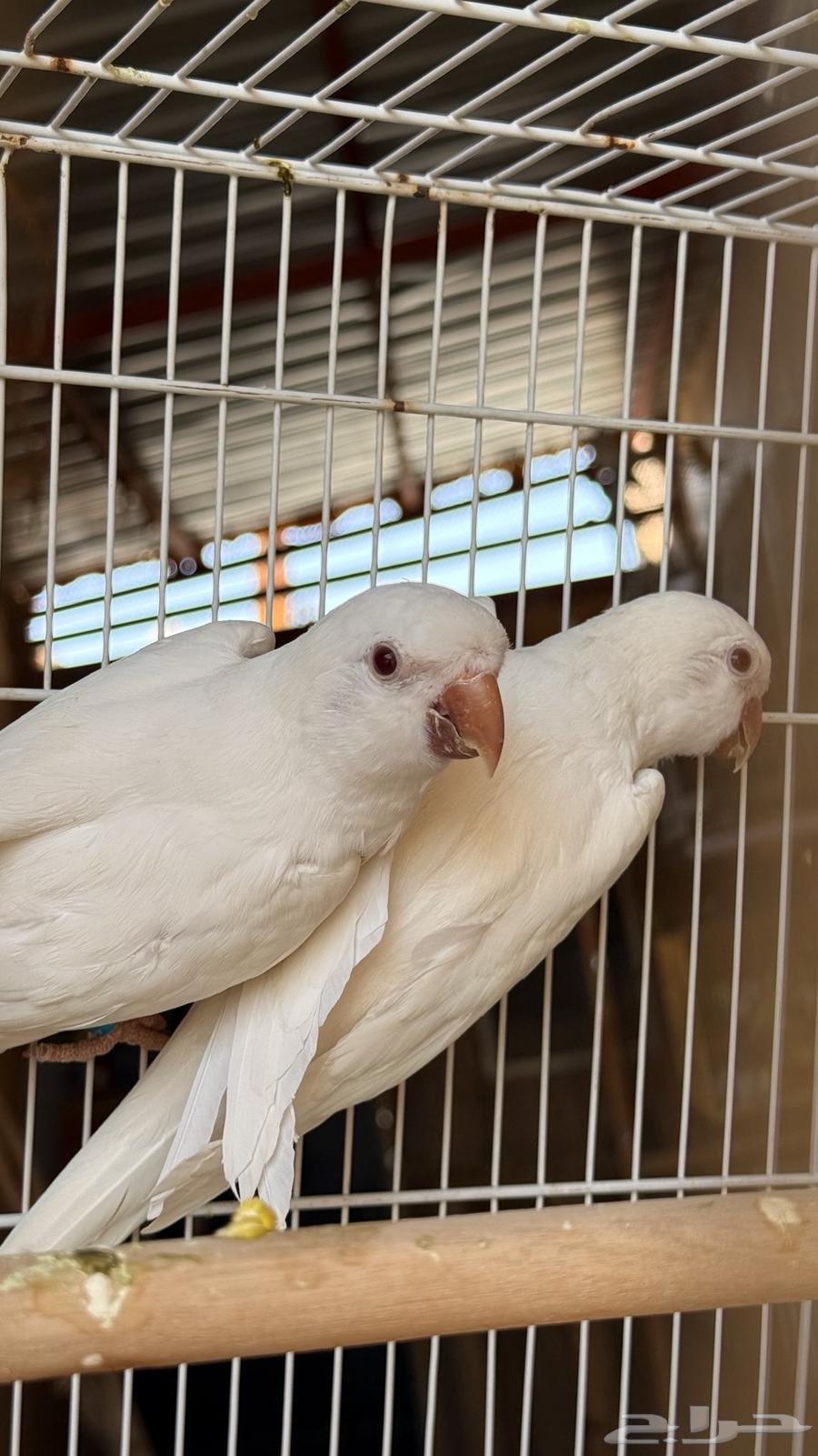 جوز كويكر البينو ماشاءالله64416400318722113