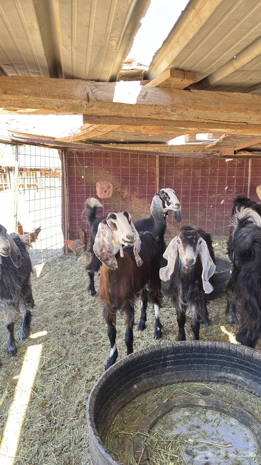 غنم للبيع. (تم البيع)64403346455682111