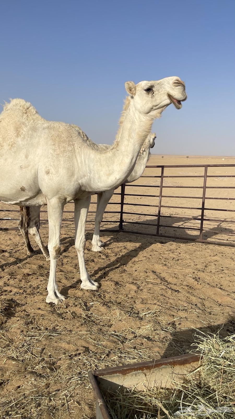 Tlad Kafu High Multiples64417481593089110