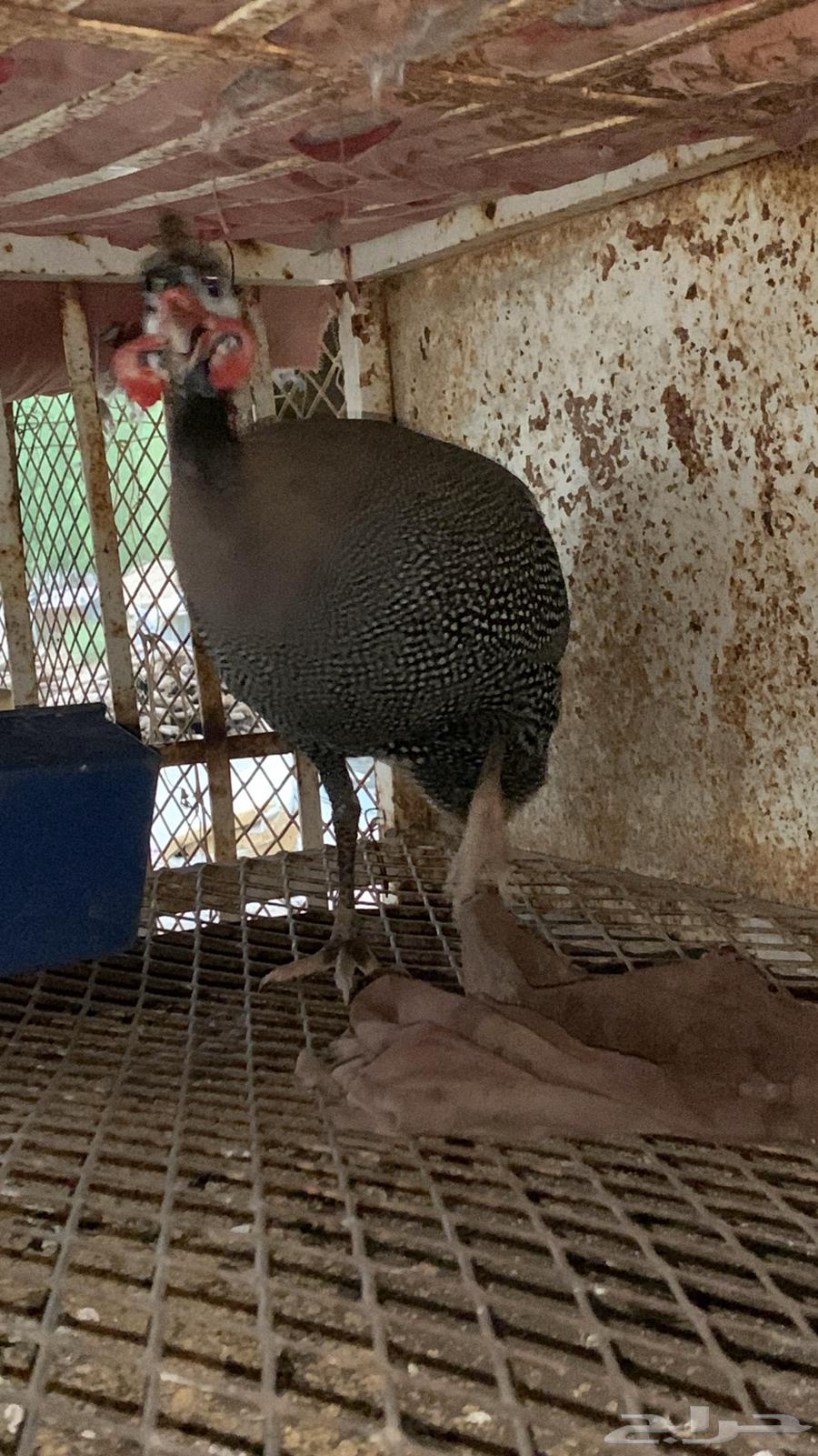 ديك حبشي للبيع64418661881345112