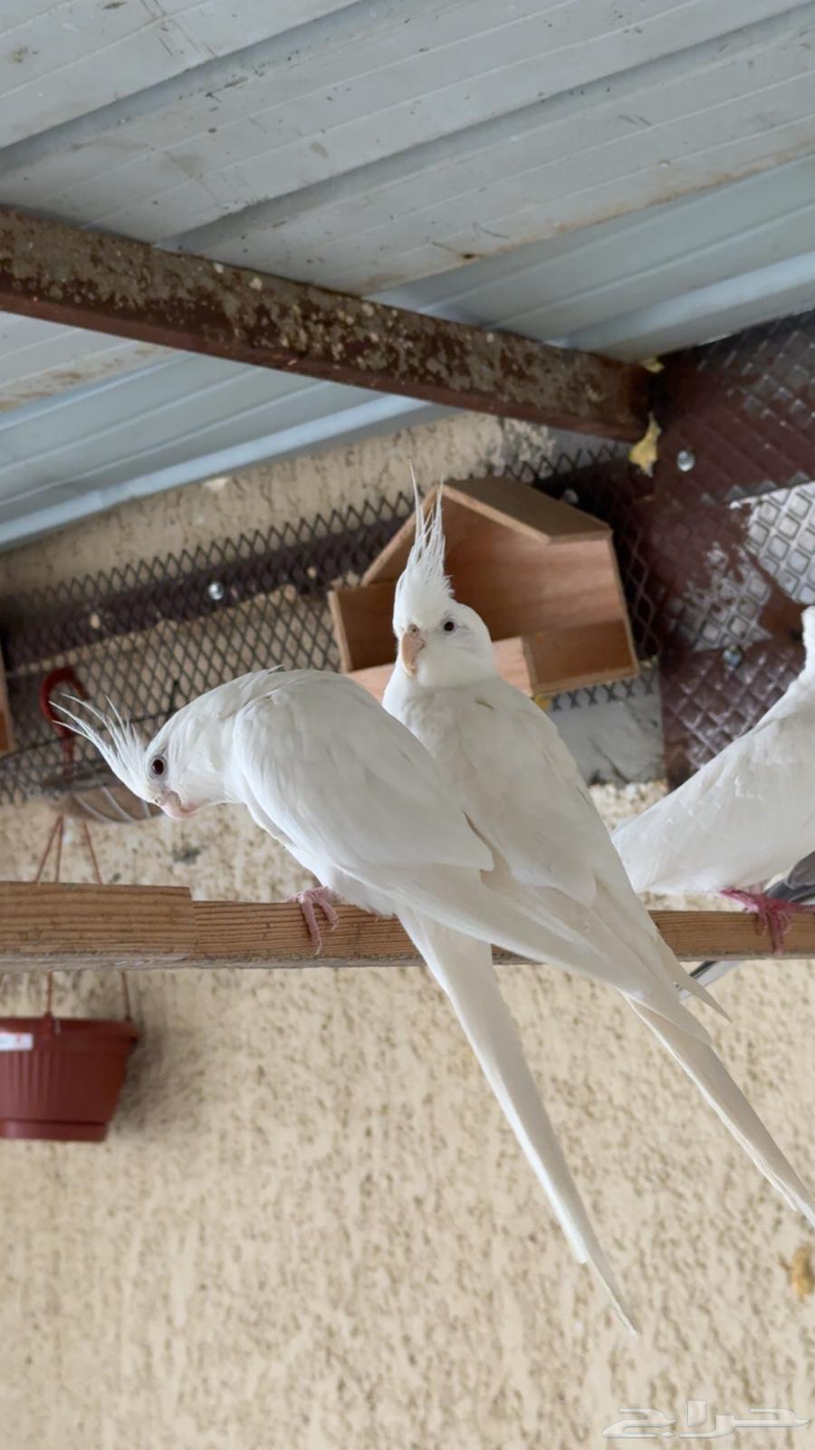 زوج كروان البينو ( تم البيع )64416067916163113