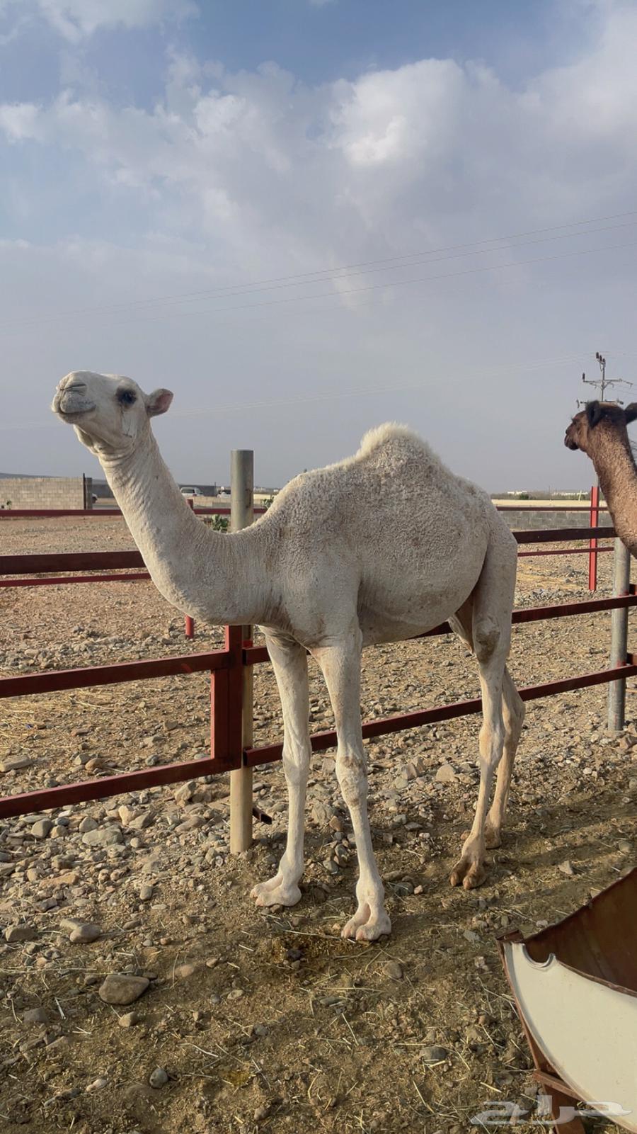 قعدان مفاريد ناهية ( تم البيع)64418187401474110