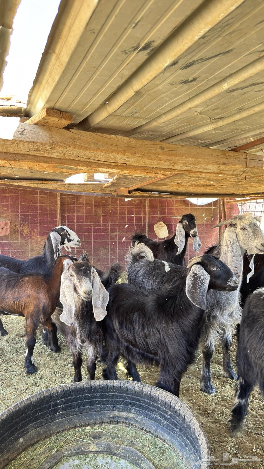 غنم للبيع. (تم البيع)64403346455682110