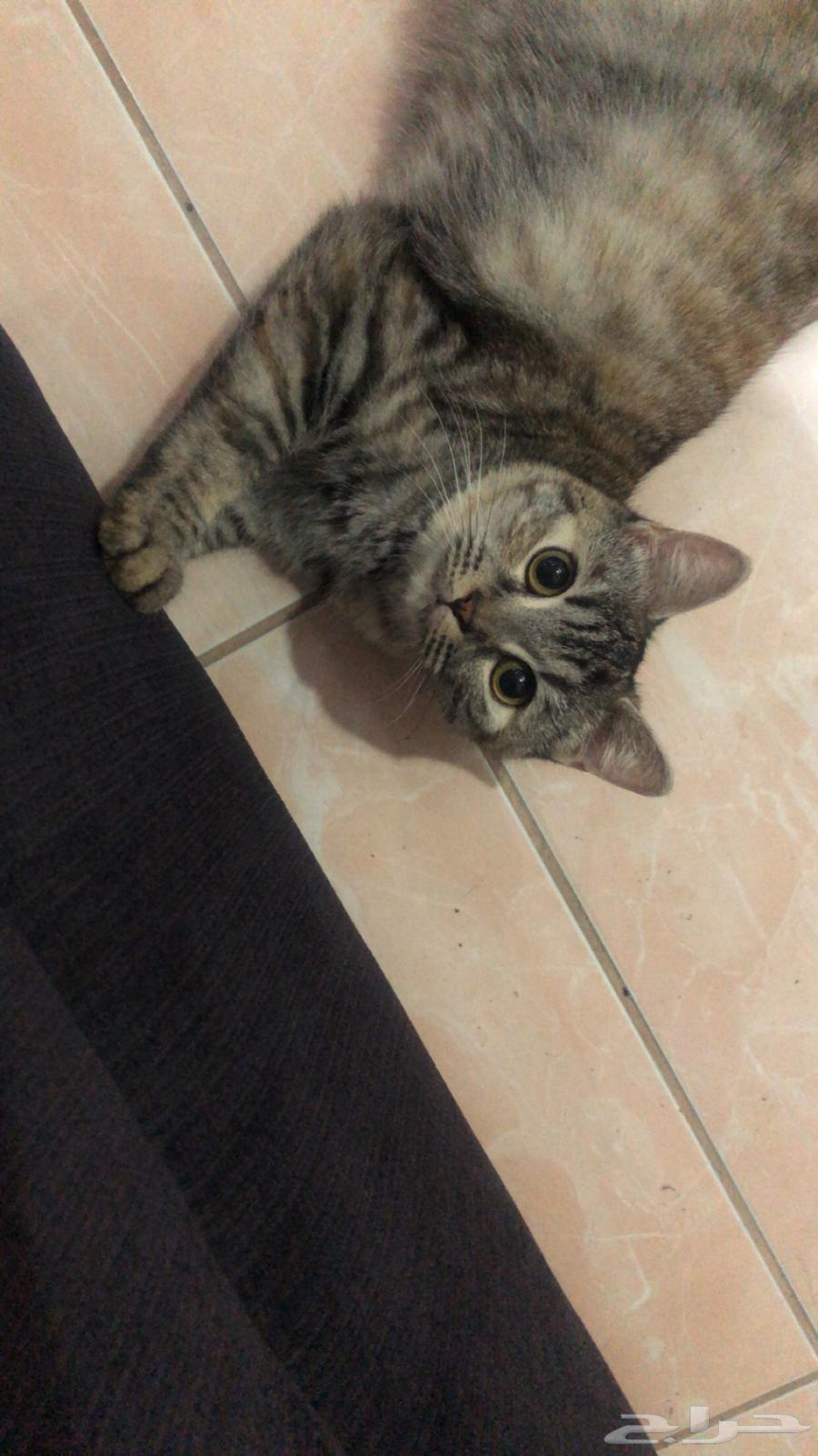 قطه مع اغراضها لي بيع64414980762114111