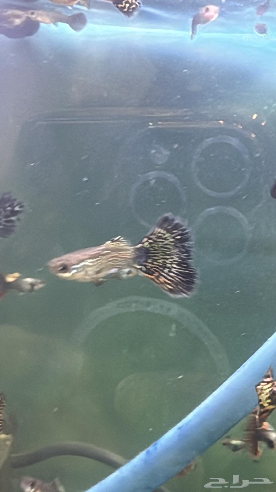 سمك زينة جوبي اذن الفيل وجلد الثعبان نوادر64415719702273114