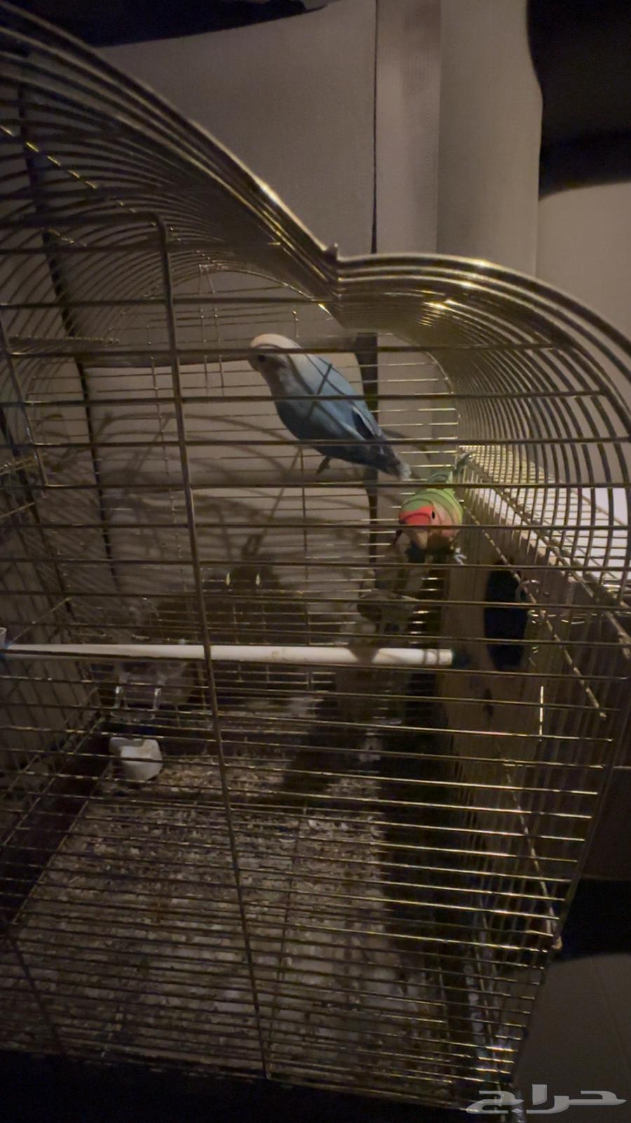 Jawz Day with all its belongings64417522022529112