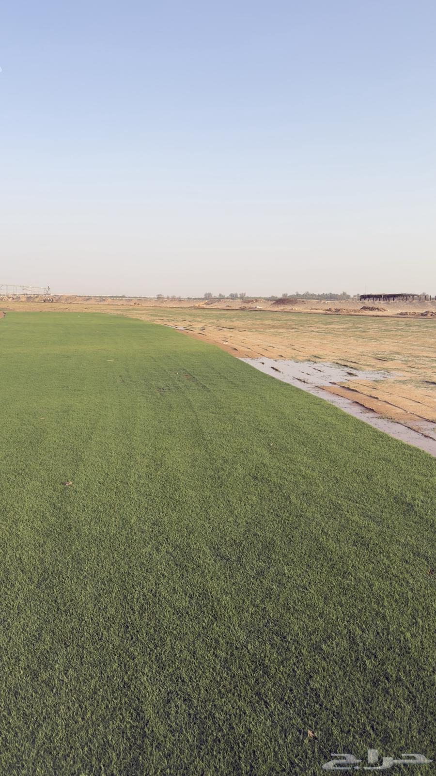 ثيل سي 2000 طبيعي الخرج الدلم64418403926915111