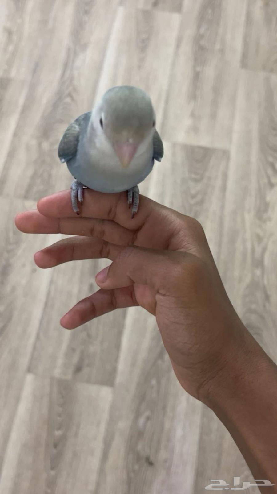 طيور روز للبيع64415746613763111