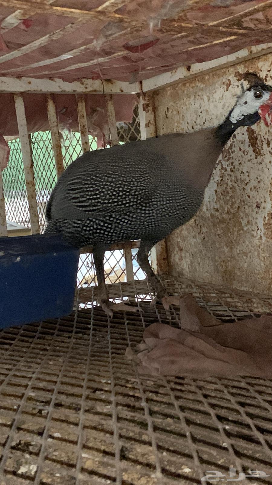 ديك حبشي للبيع64418661881345111