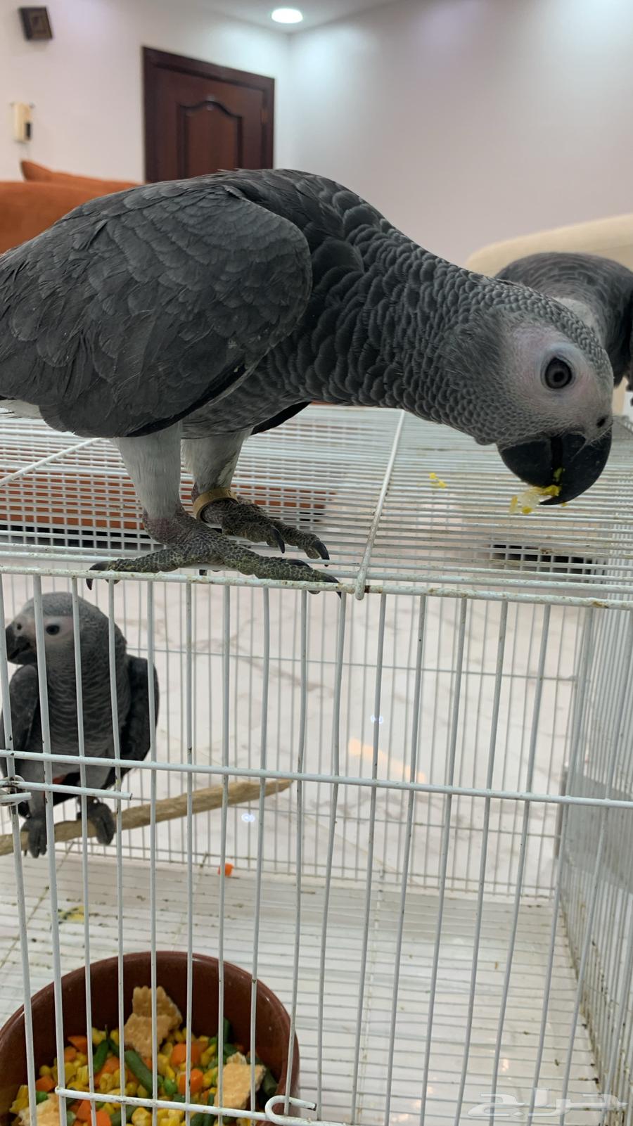 Farooq Kasko64416267604483112