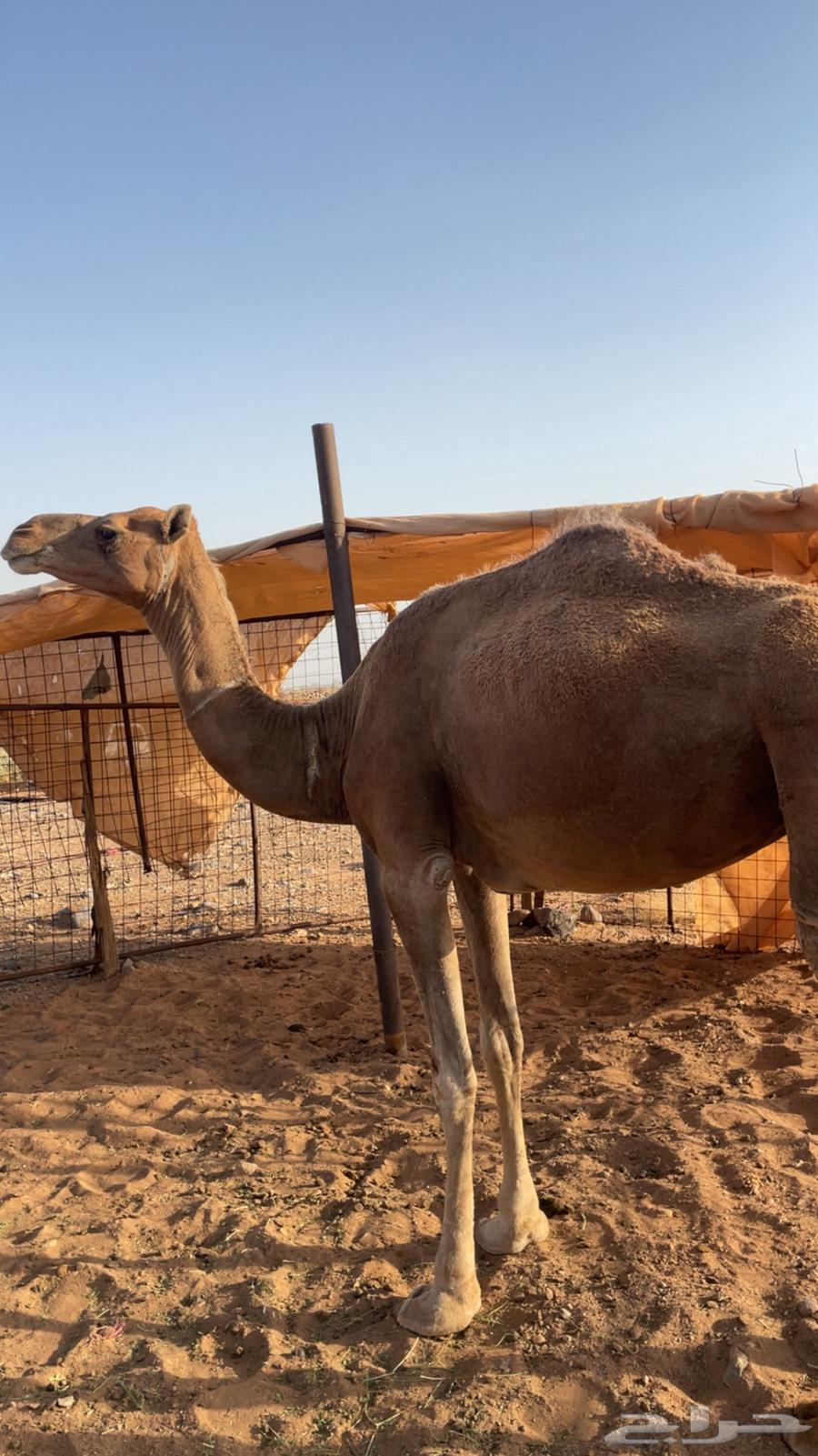 ناقه للبيع64417481562881110