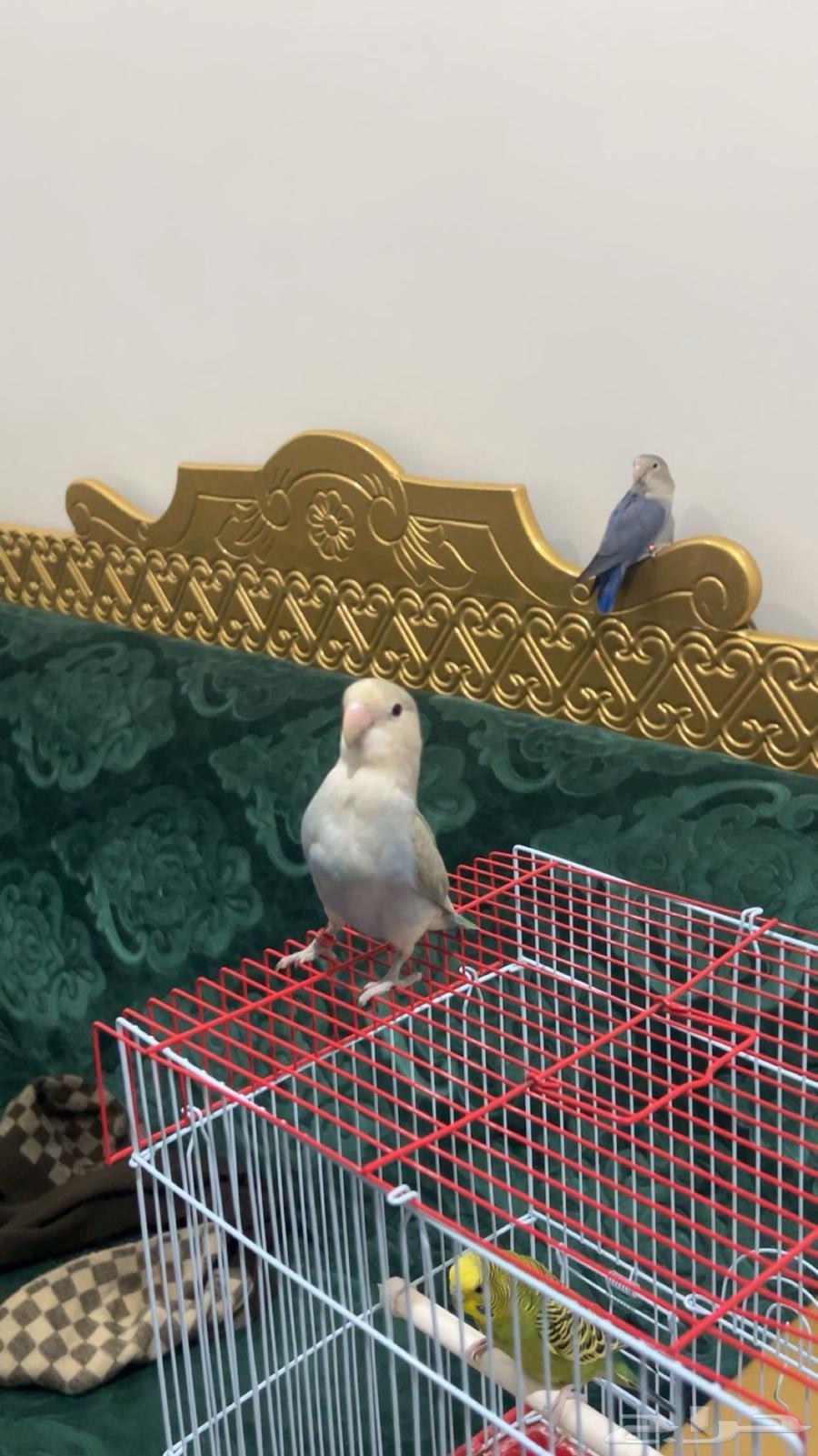 طيور روز للبيع64415746613763112