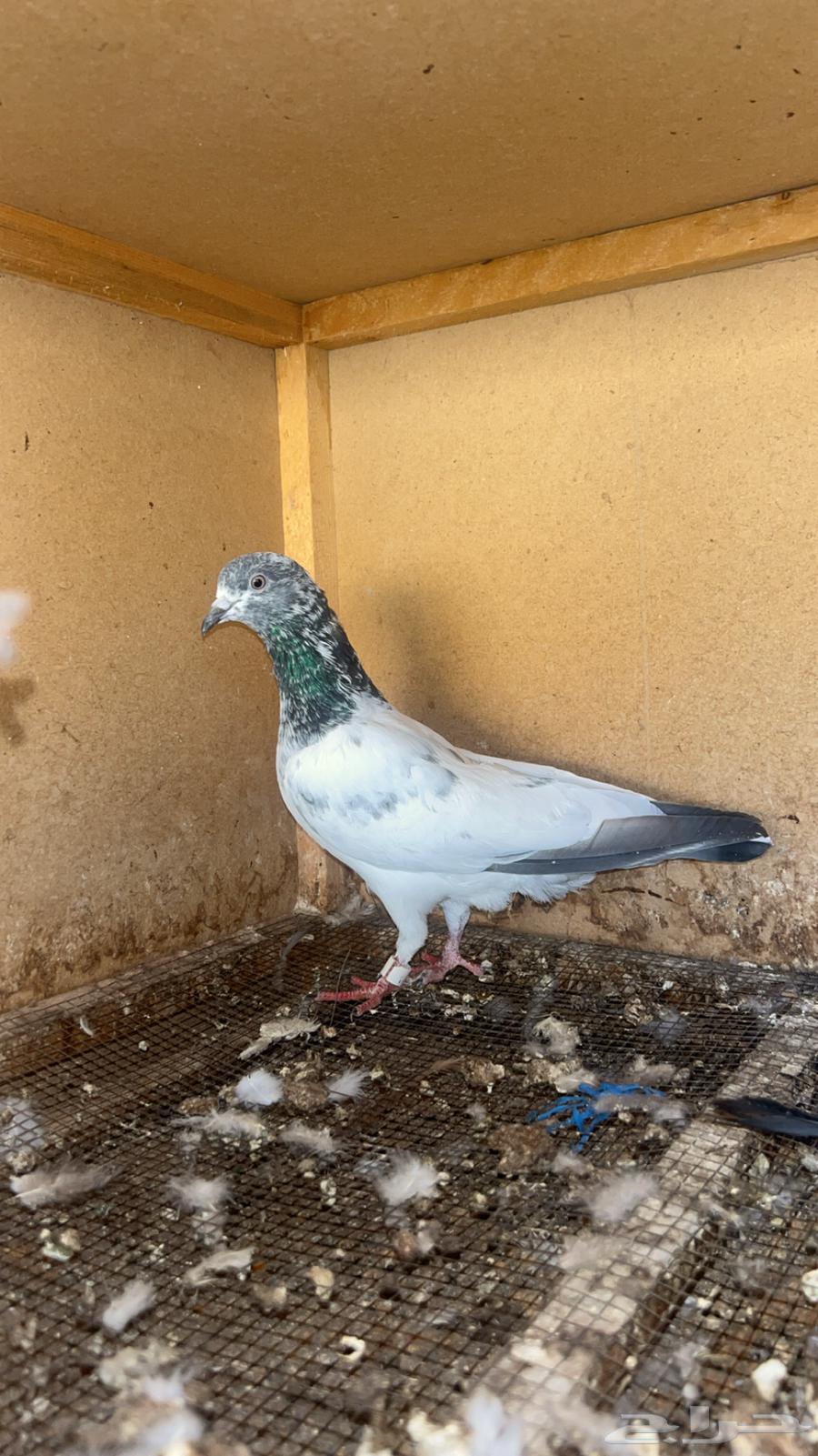 طبات حمام باكستاني للبيع64416623818625110