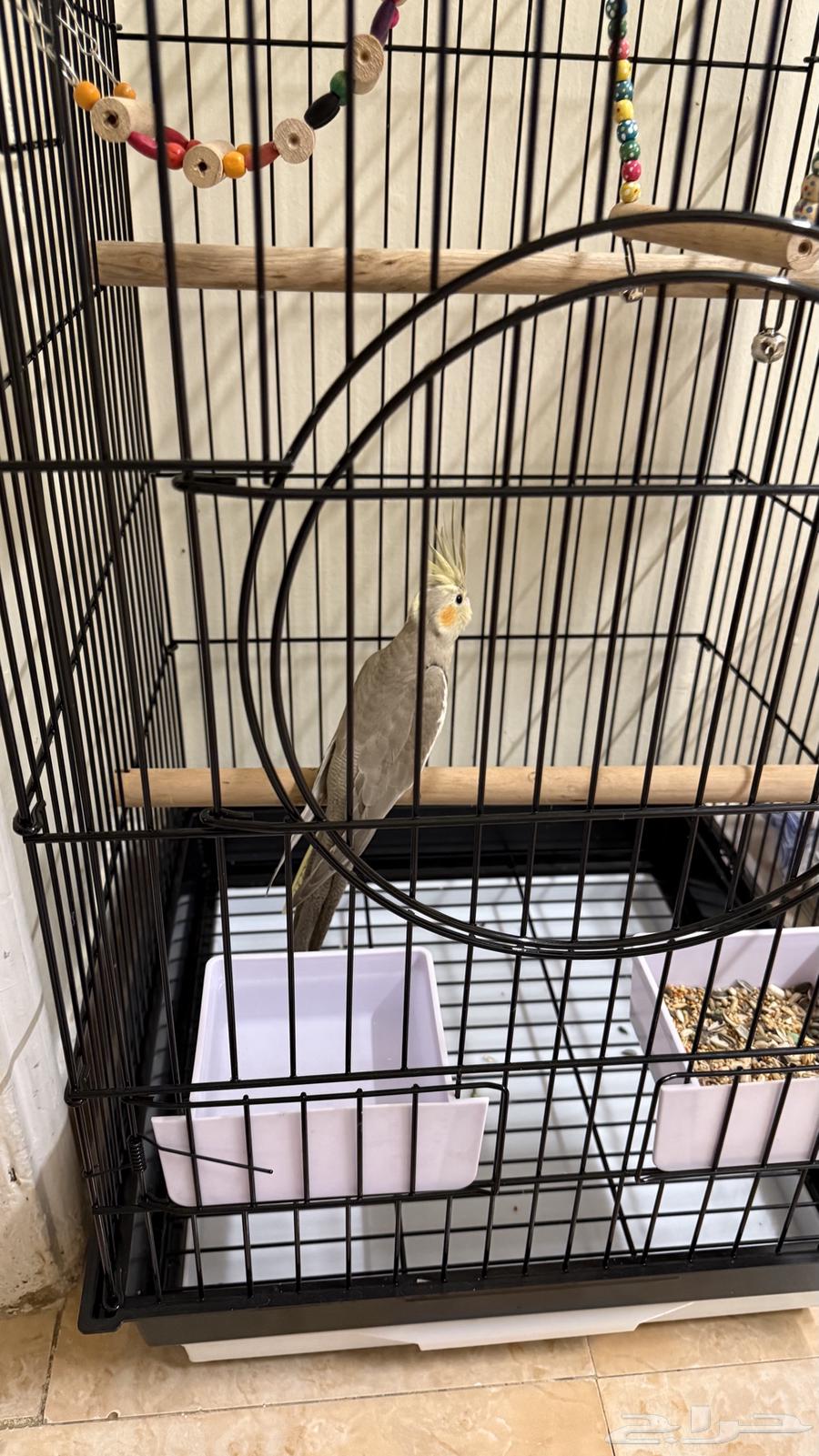 Crowan64415249041282110