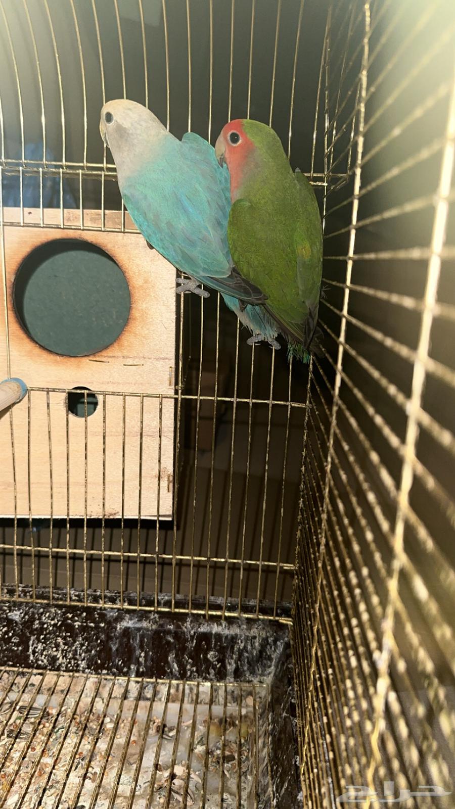 Jawz Day with all its belongings64417522022529110