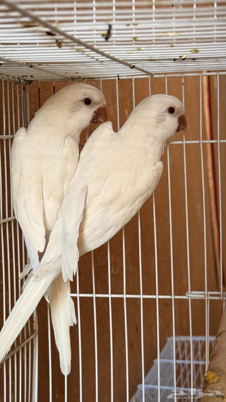 جوز كويكر البينو ماشاءالله64416400318722111