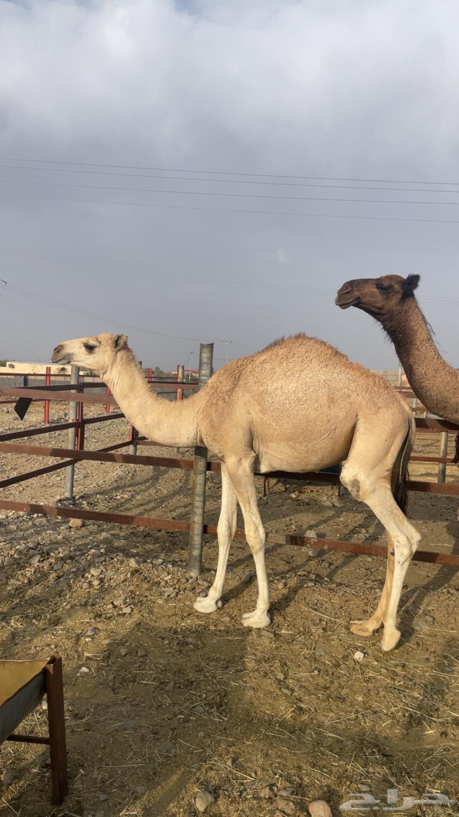 قعدان مفاريد ناهية ( تم البيع)64418187401474114