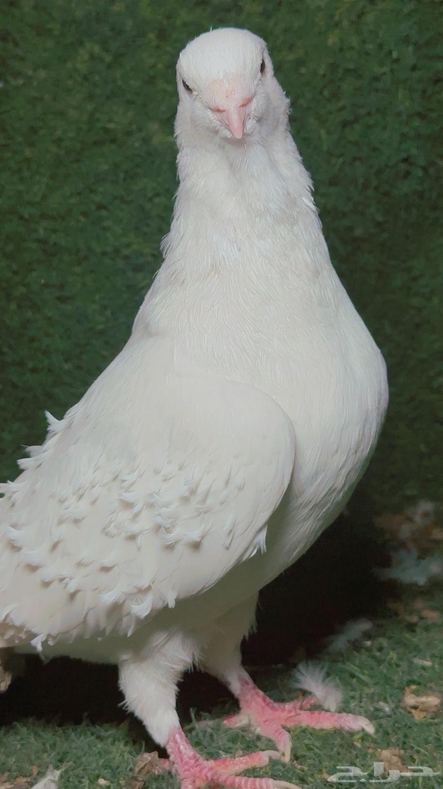 ذكر برش تب64416134630275112