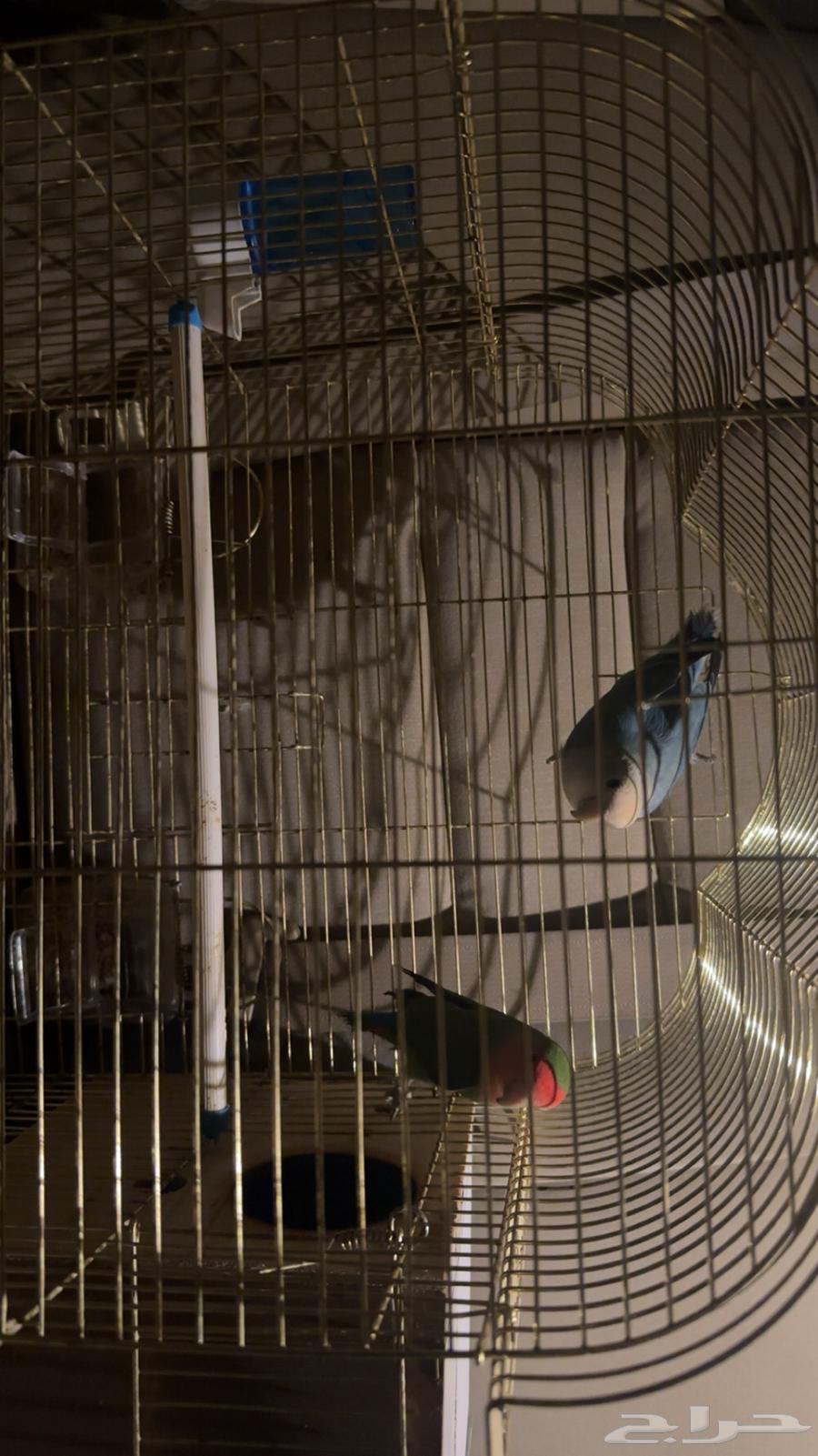 Jawz Day with all its belongings64417522022529113