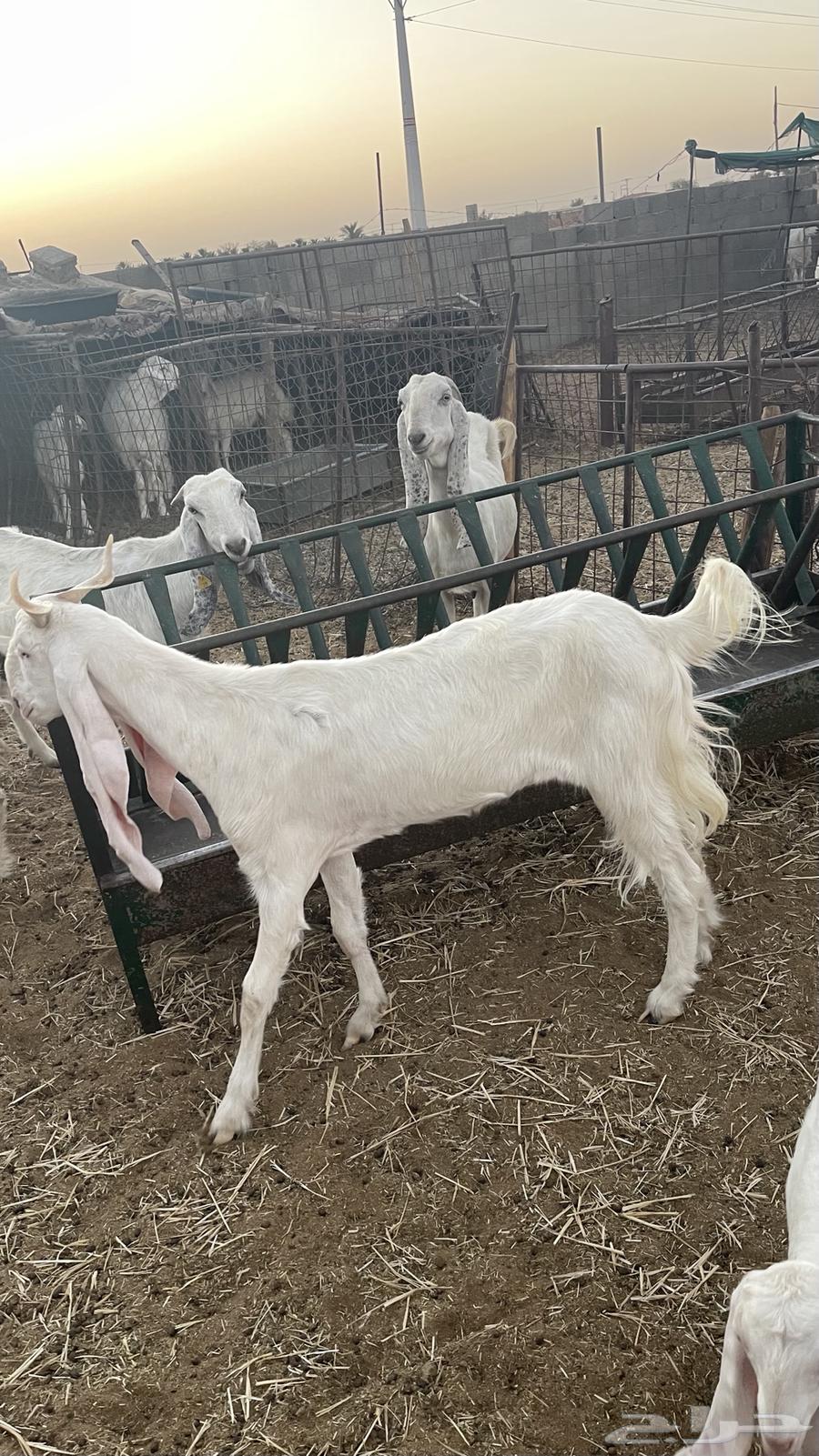 عنز مشروكه للبيع64418309370243110