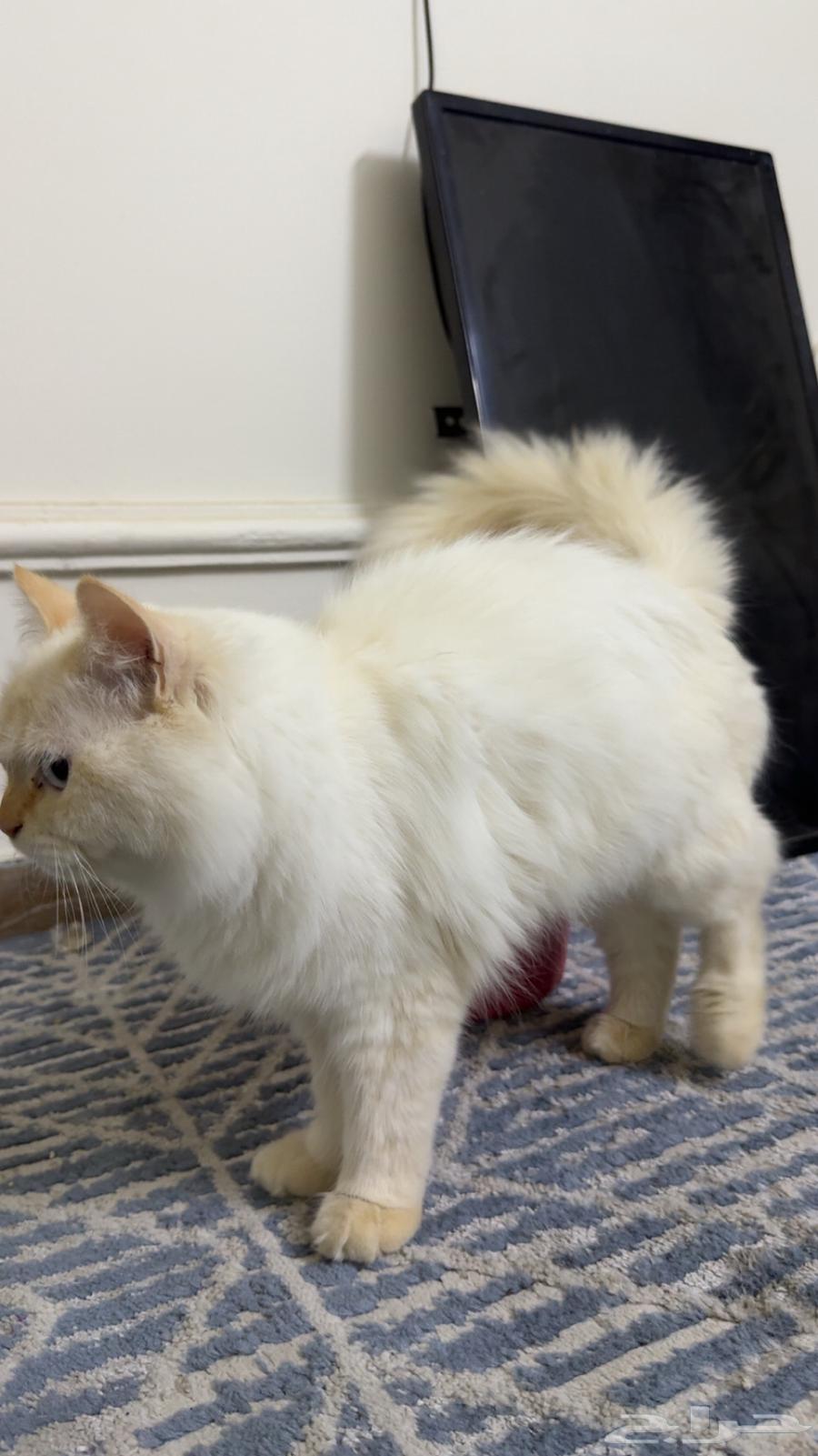 Enough64417238034178112