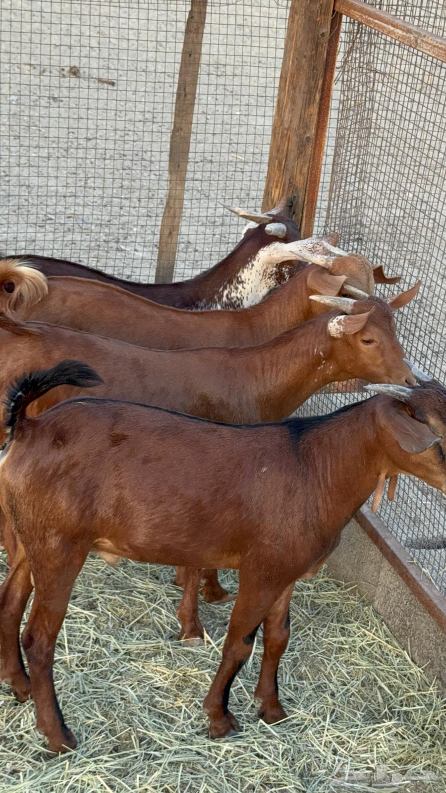 تيوس فواخر للبيع64420702120066114