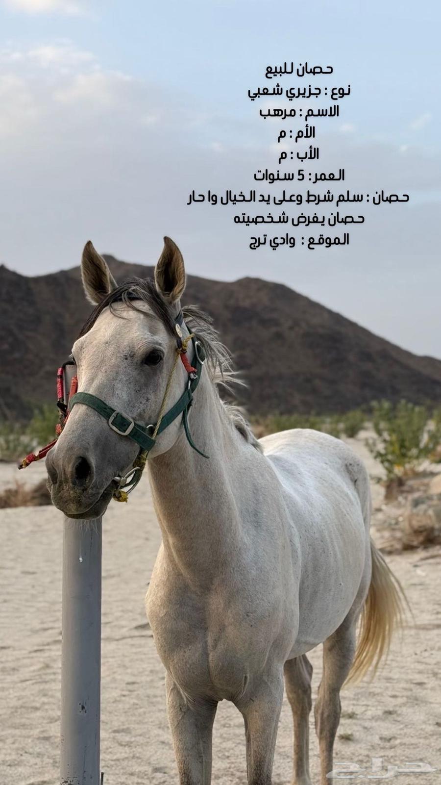 خيل للبيع64417849377666110