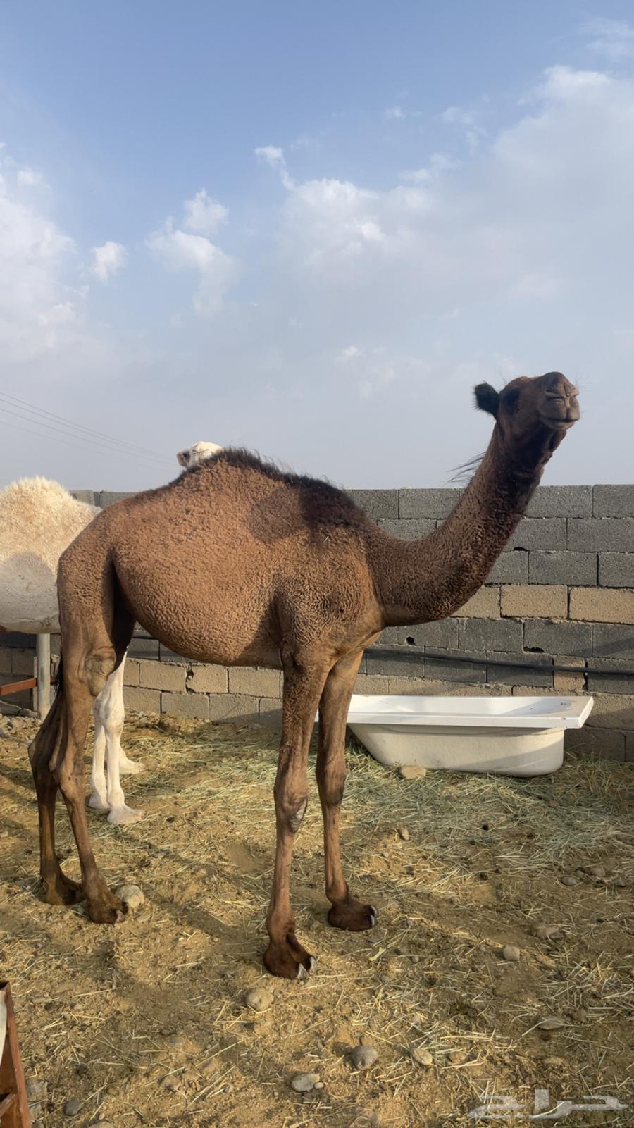 قعدان مفاريد ناهية ( تم البيع)64418187401474112