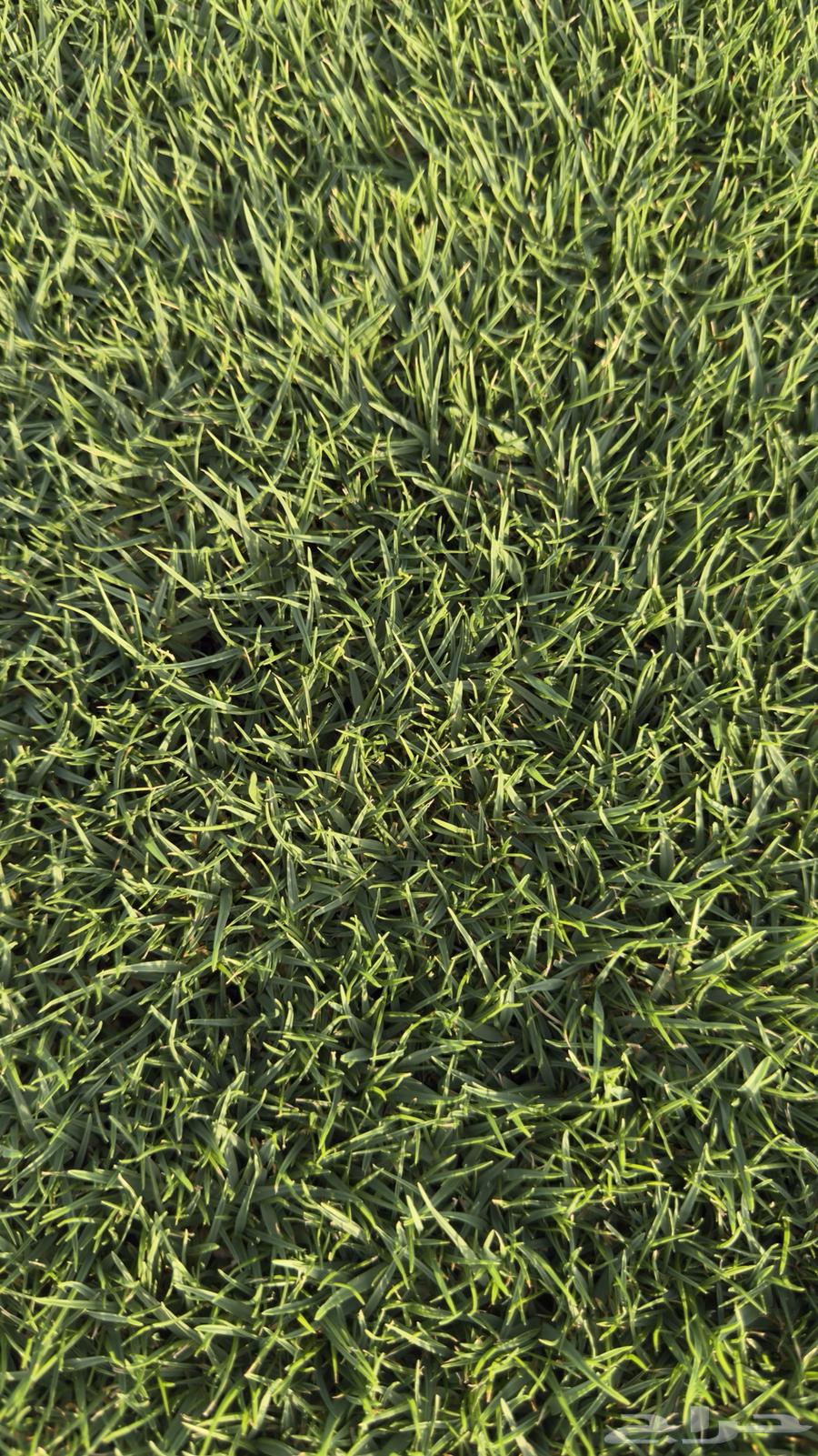 ثيل سي 2000 طبيعي الخرج الدلم64418403926915112