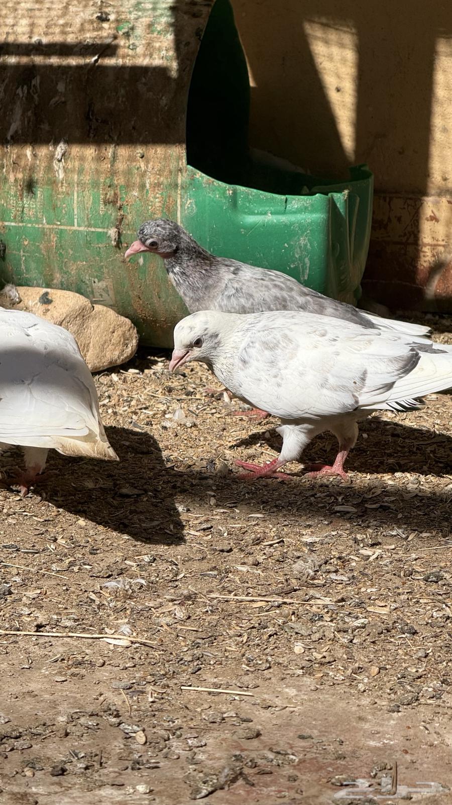 حمام قطايف64415357296258113