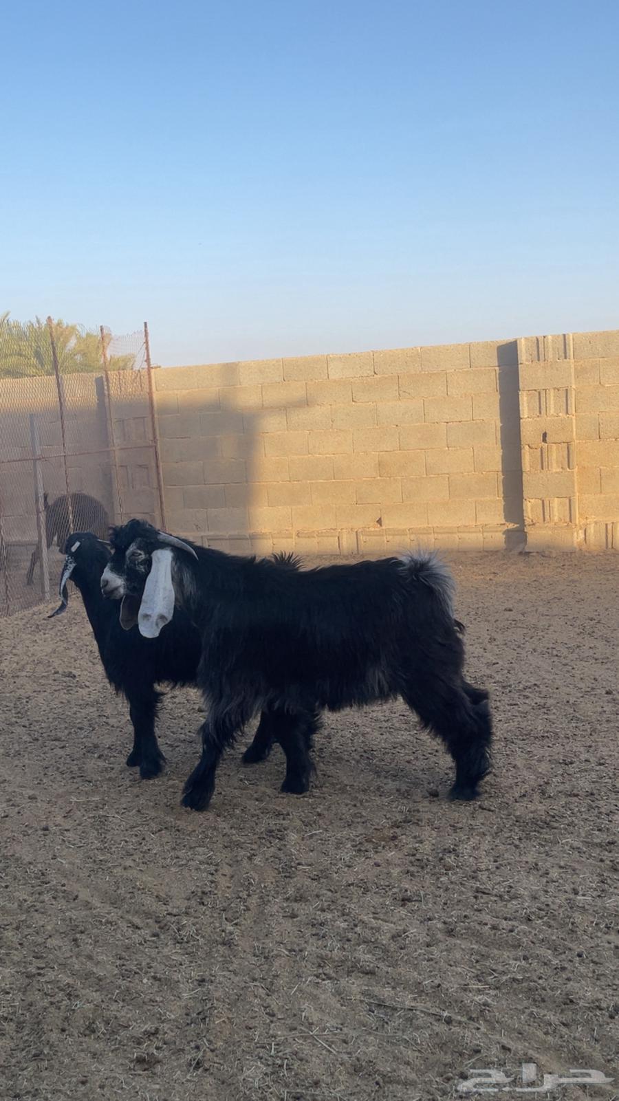 ذبايح تيوس مغلقه للبيع64418594259203112