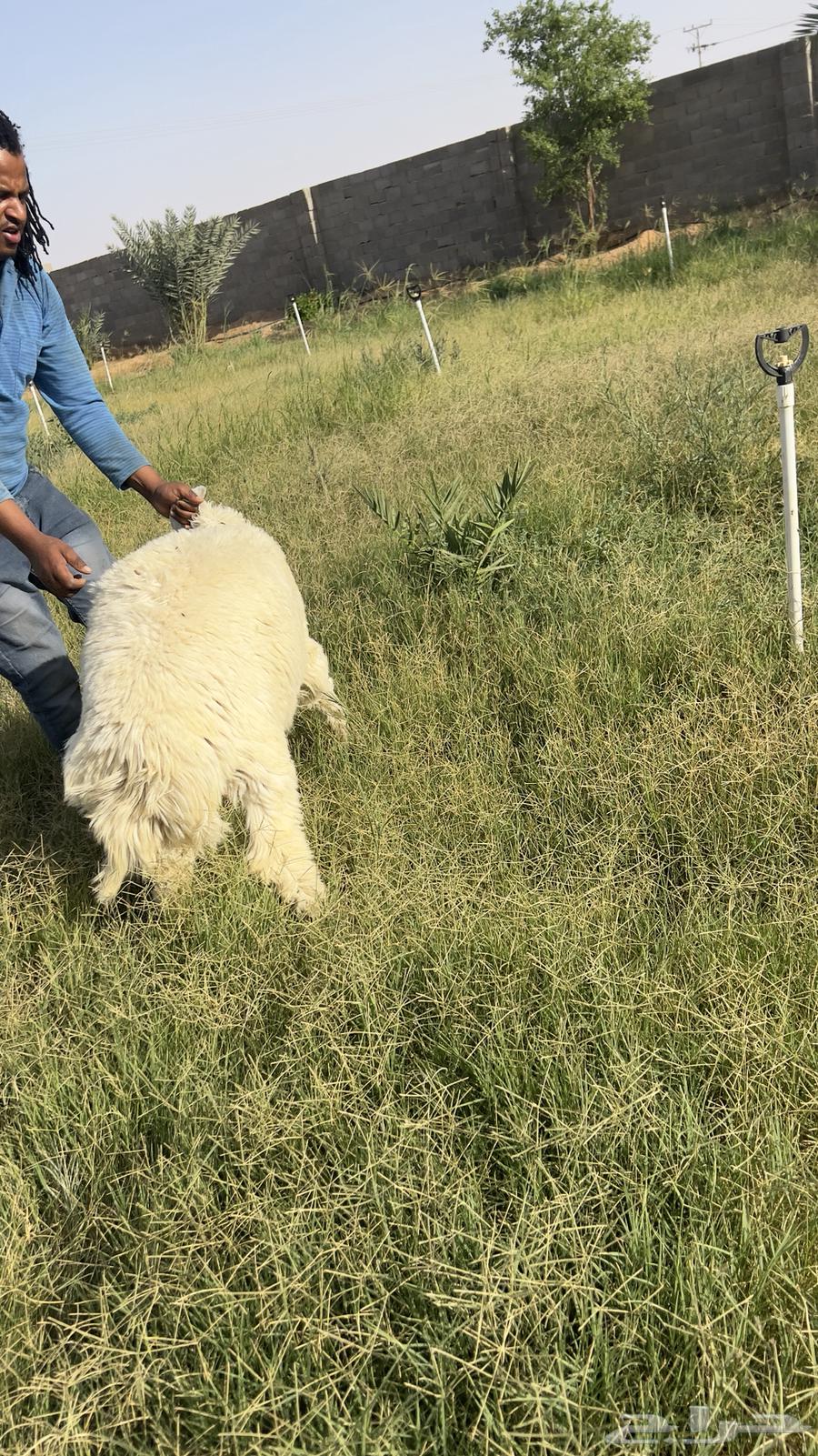 طليان تييوس بلدي نظيف طيبه شرط64418661965697114