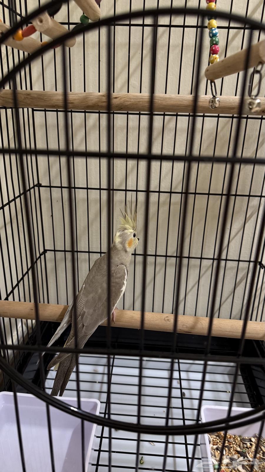 Crowan64415249041282111