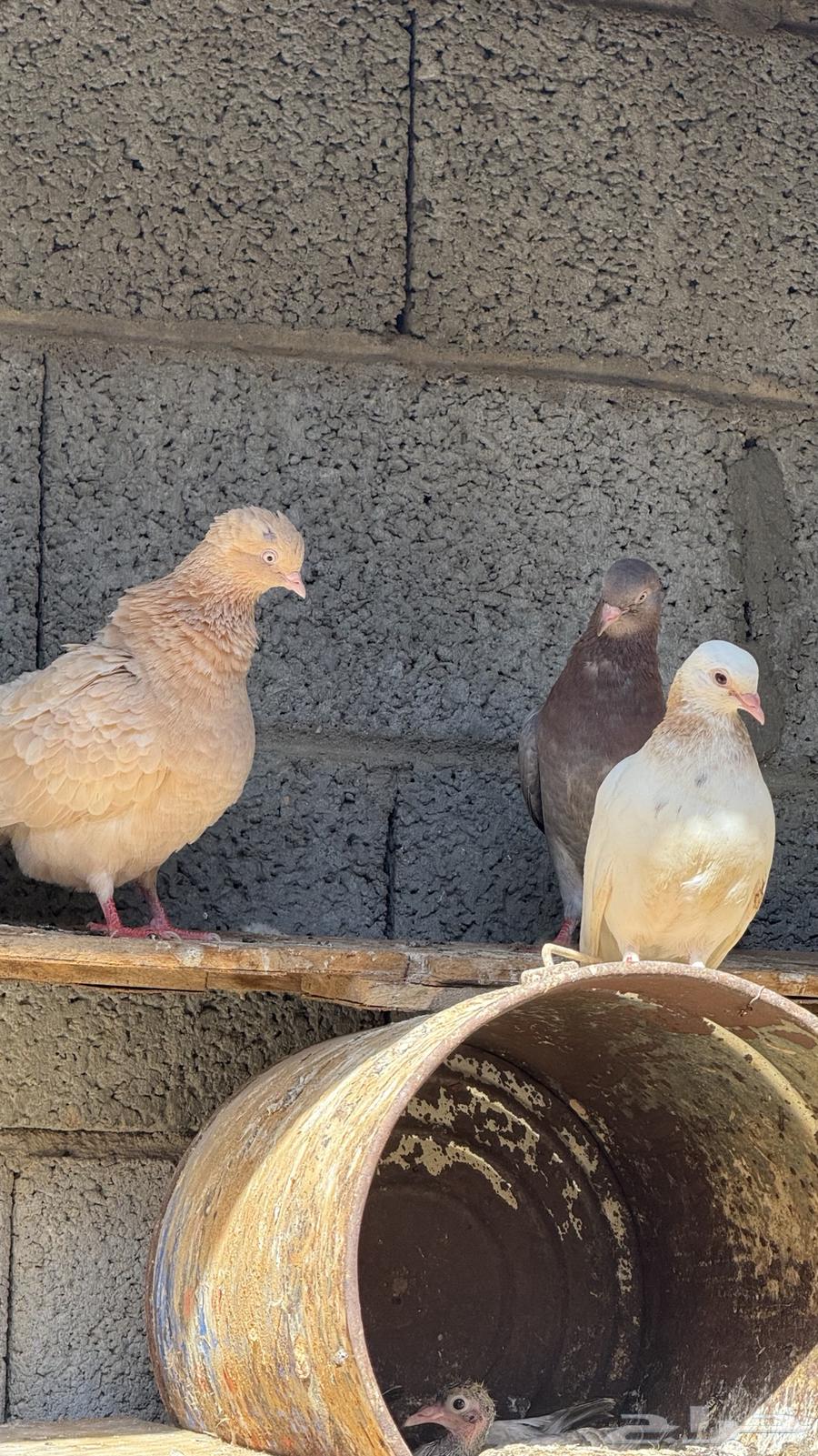 حمام قطايف64415357296258110