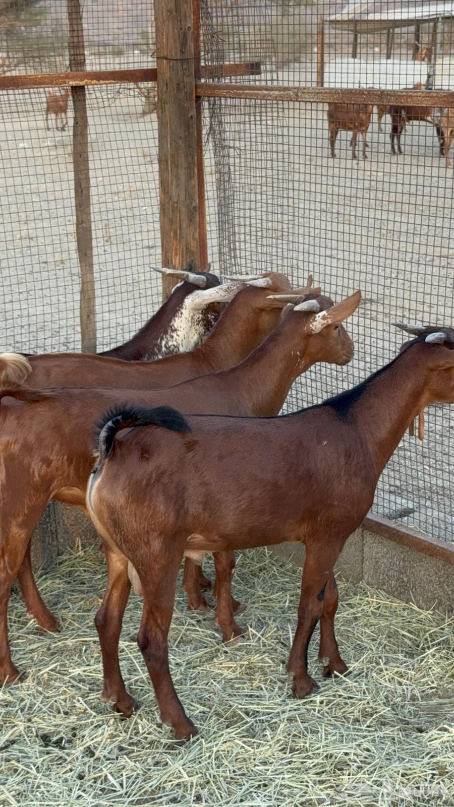 تيوس فواخر للبيع64420702120066112