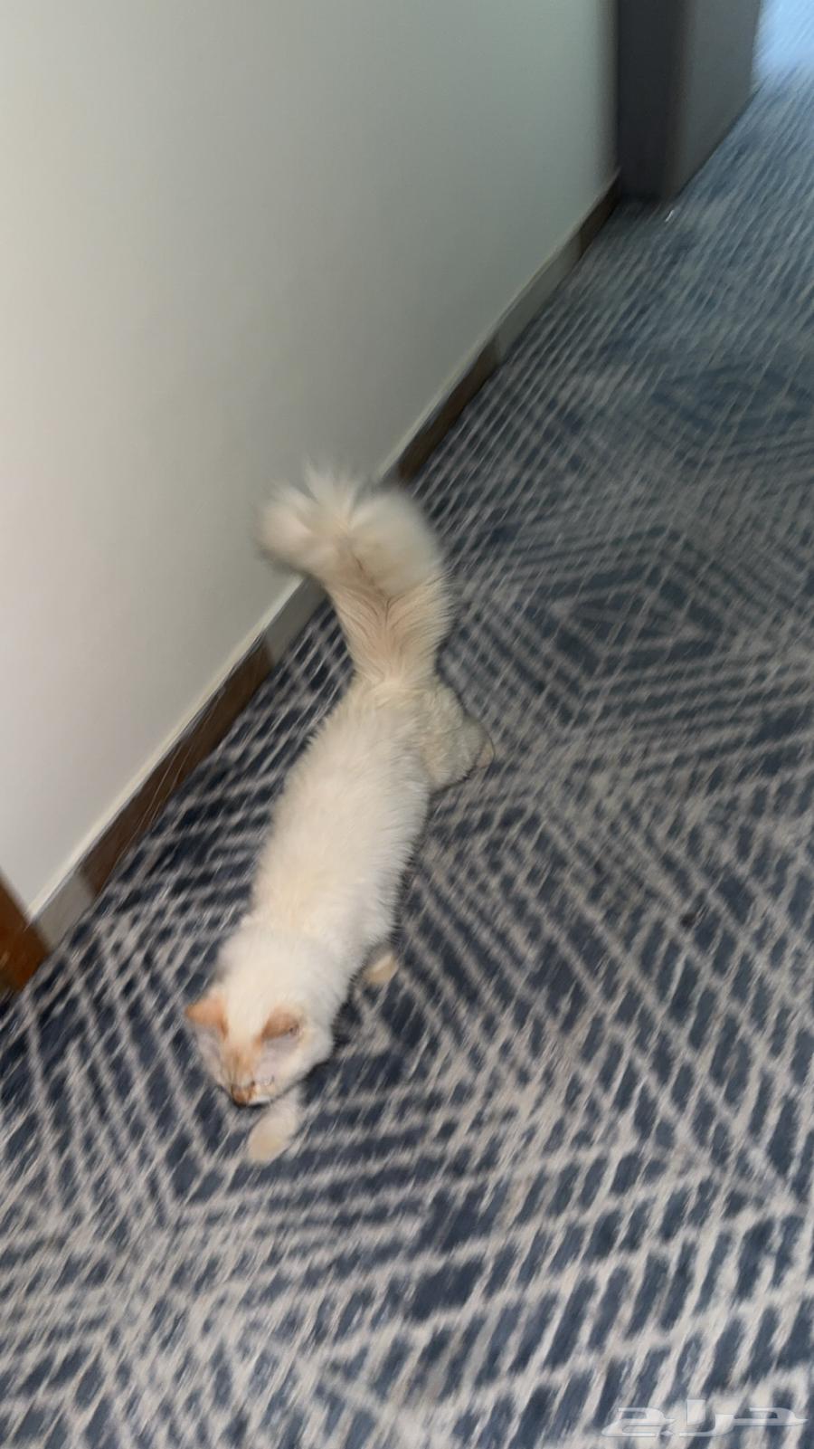 Enough64417238034178110