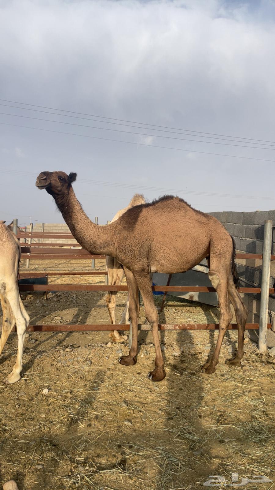 قعدان مفاريد ناهية ( تم البيع)64418187401474111