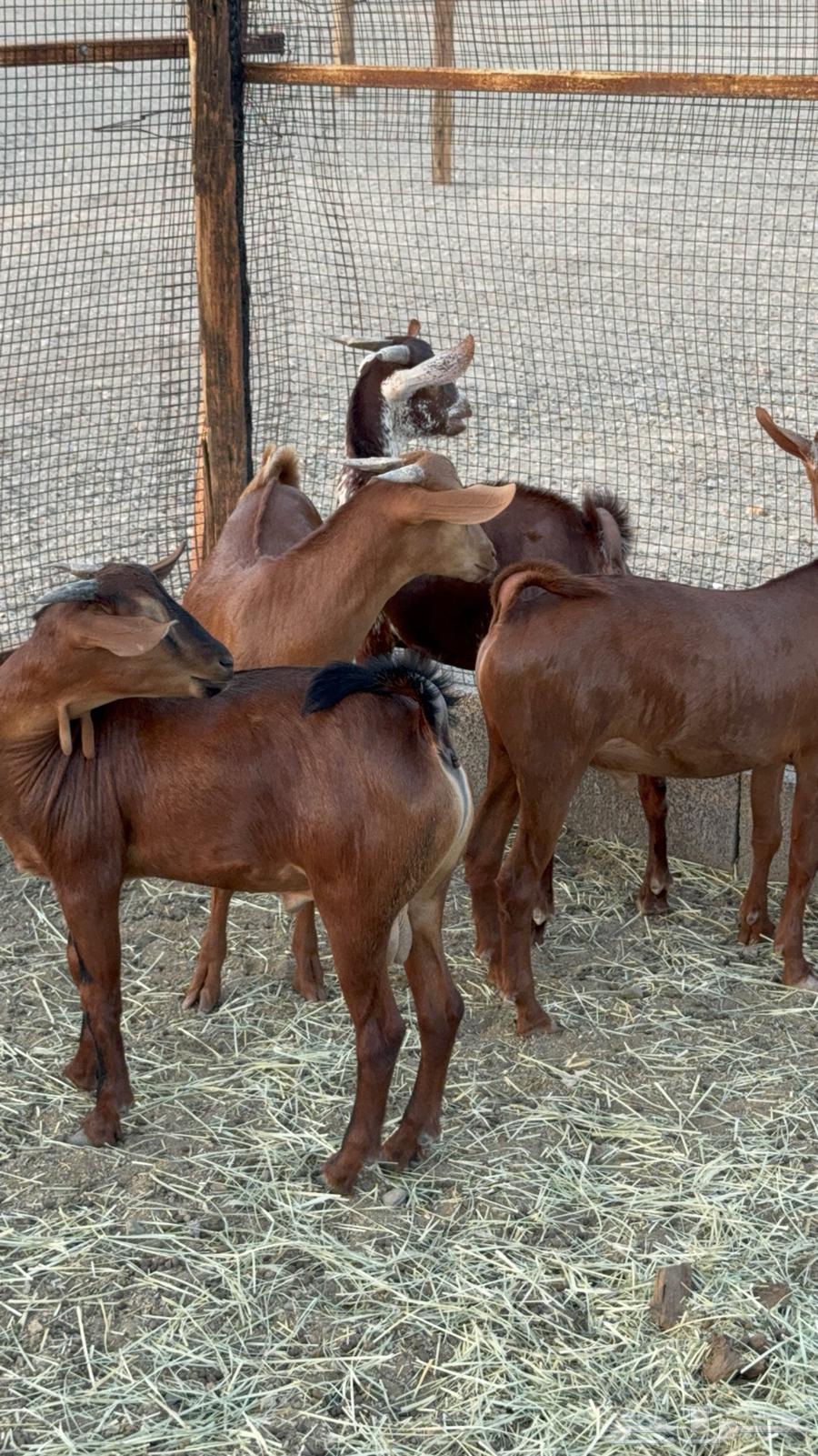 تيوس فواخر للبيع64420702120066110