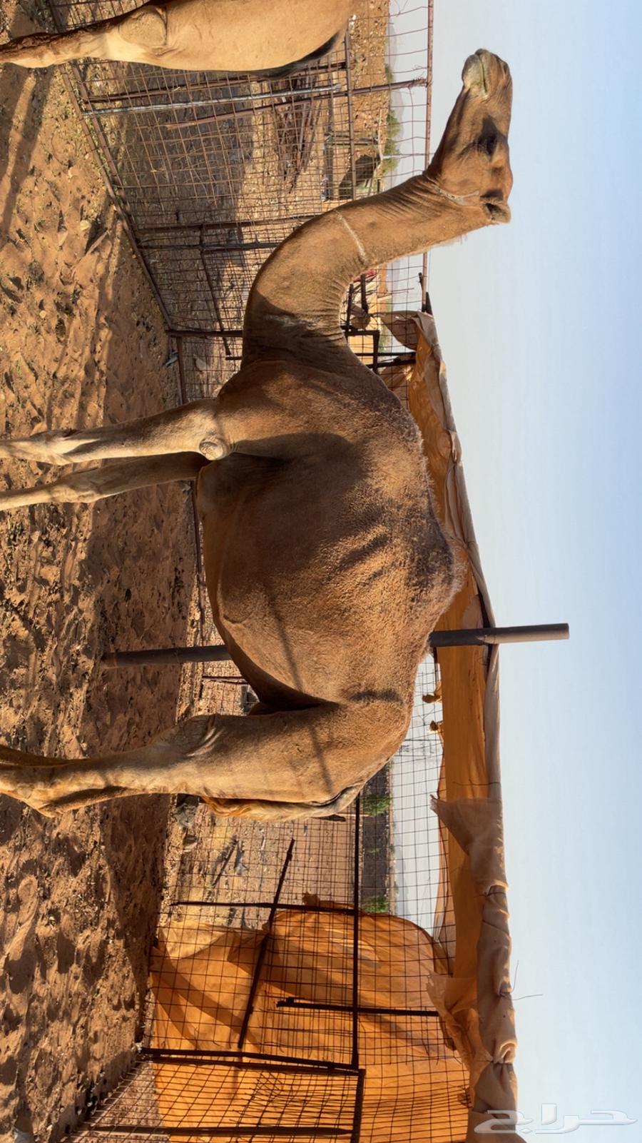 ناقه للبيع64417481562881111