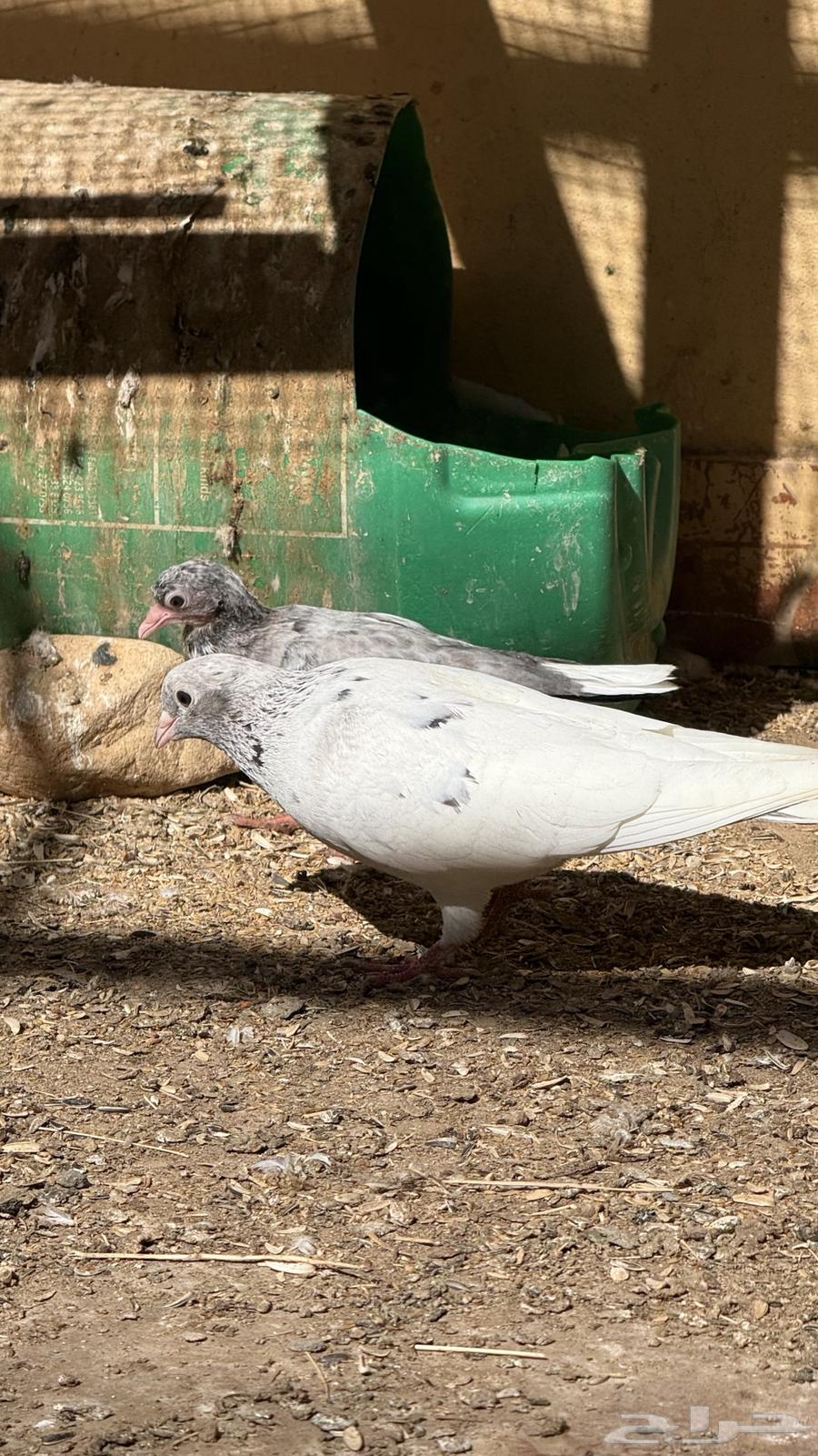 حمام قطايف64415357296258111