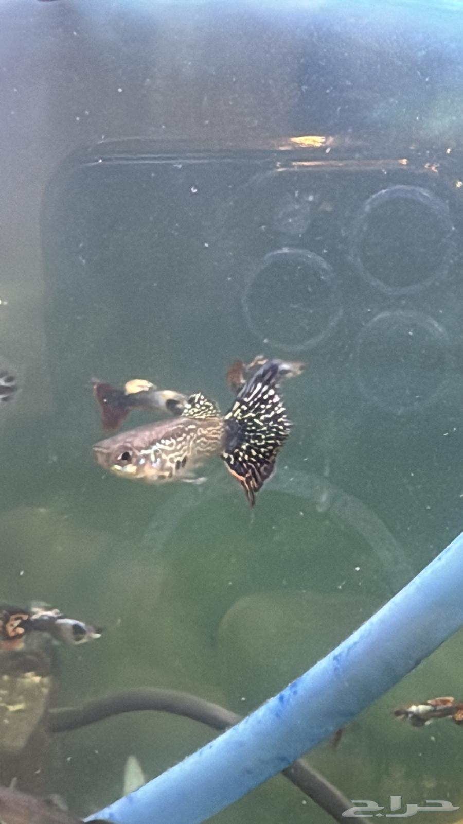 سمك زينة جوبي اذن الفيل وجلد الثعبان نوادر64415719702273113