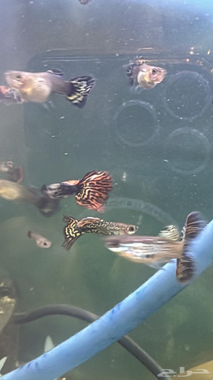 سمك زينة جوبي اذن الفيل وجلد الثعبان نوادر64415719702273112