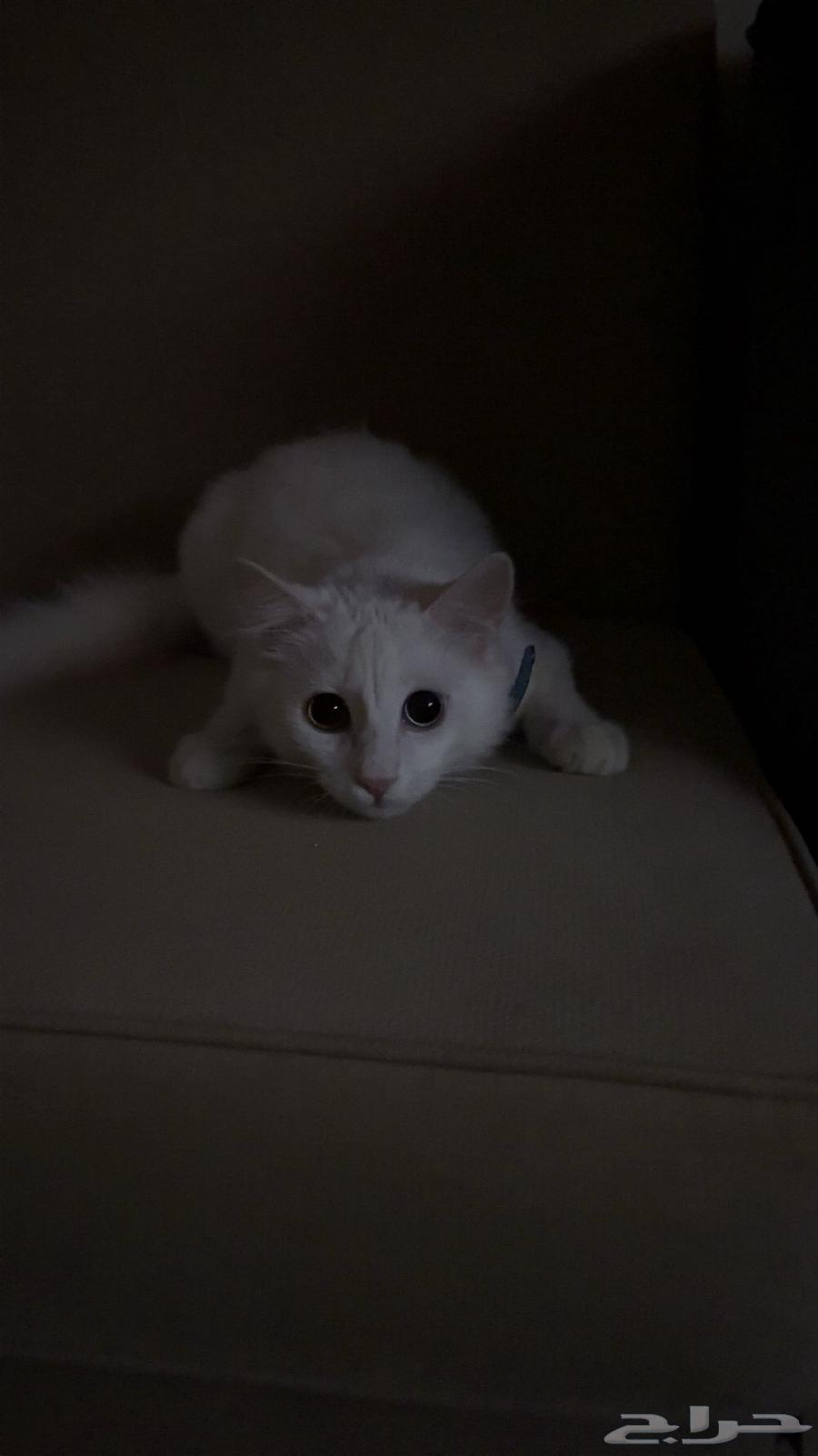 Enough64415652936067110