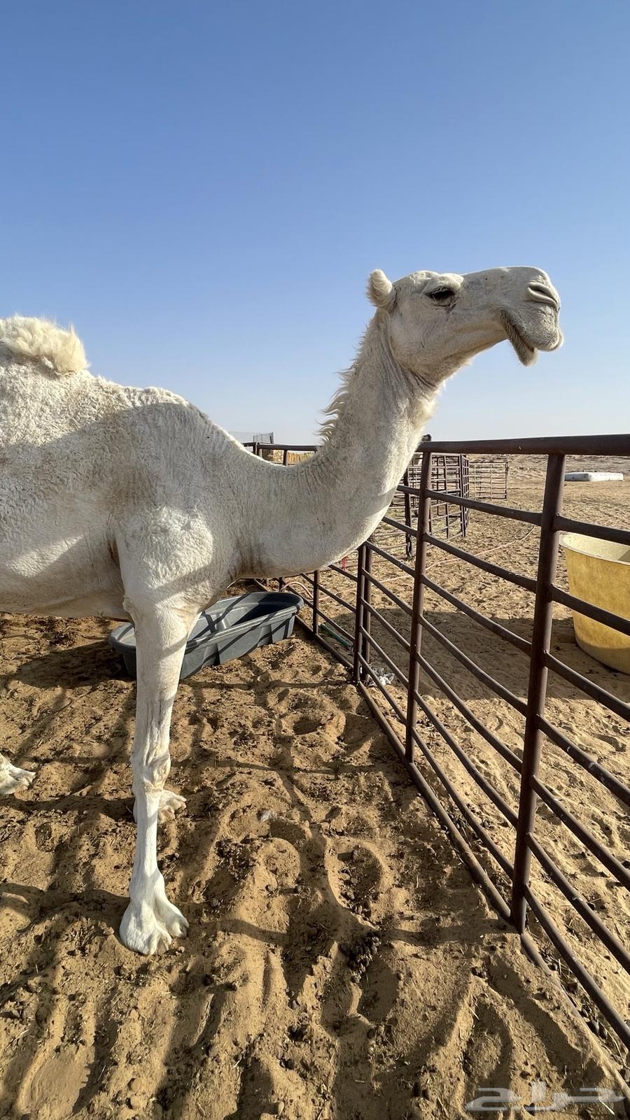 Tlad Kafu High Multiples64417481593089111