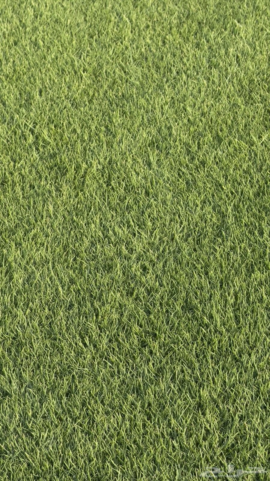 ثيل سي 2000 طبيعي الخرج الدلم64418403926915113