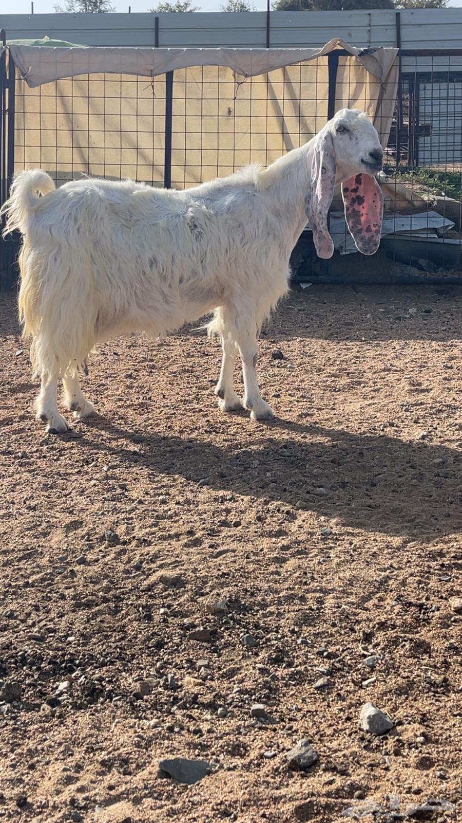 عنز مشروكه64416014576771111