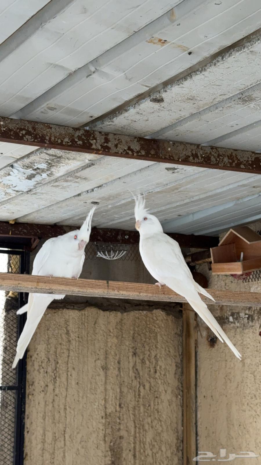 زوج كروان البينو ( تم البيع )64416067916163111